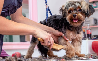 How to Groom Your Dog at Home