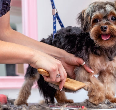 How to Groom Your Dog at Home