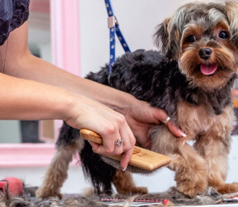 Groomer brushing a Yorkshire Terrier at a dog grooming salon.