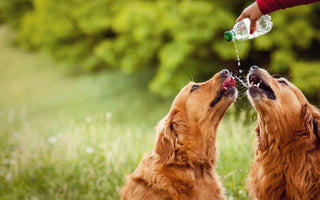 8 Tips to Keep Your Dog Cool in Summer