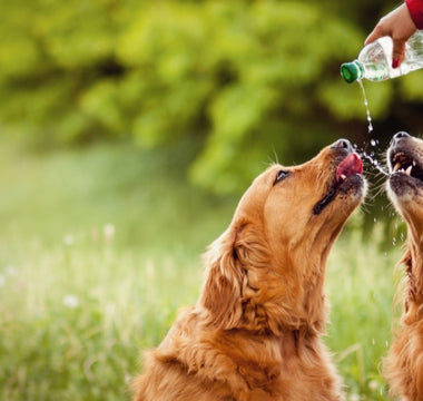 8 Tips to Keep Your Dog Cool in Summer