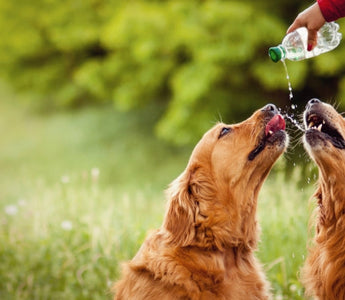 Two Golden Retrievers drinking water from a bottle