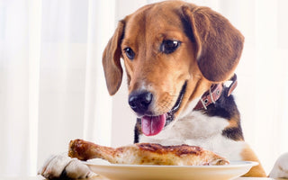 Safe Holiday Foods for Pets