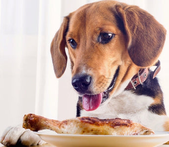 Beagle dog eagerly eyeing a grilled chicken leg on a plate.