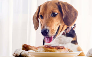 Beagle dog eagerly eyeing a grilled chicken leg on a plate.