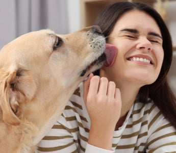 Happy woman receiving loving licks from her Golden Retriever.