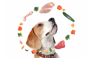 Best Senior Dog Food: How to choose the right food for your old dog