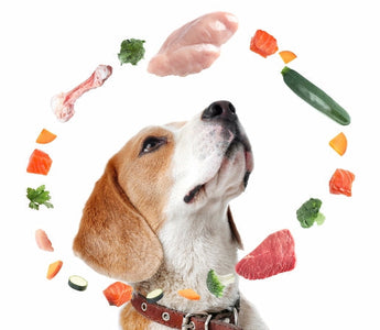 Beagle dog looking up at healthy dog food ingredients: chicken, beef, salmon, carrots, zucchini, broccoli.