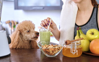 5 Best Organic Pet Foods for Dogs