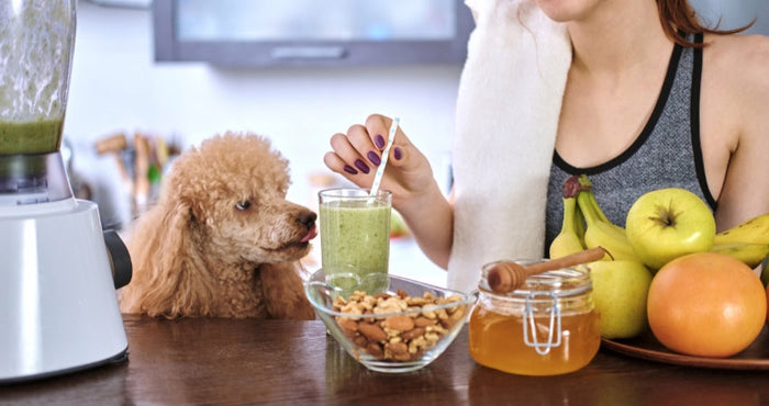 5 Best Organic Pet Foods for Dogs: Benefits, Labels & Top Picks for Optimal Health