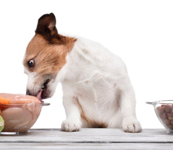 Jack Russell Terrier dog choosing fresh chicken and vegetables over kibble.