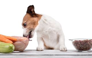 Nutritional Needs: What to Feed Your Dog at Every Life Stage