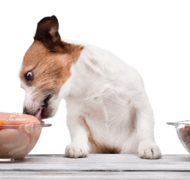 Nutritional Needs: What to Feed Your Dog at Every Life Stage