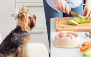 7 Benefits of Fresh Dog Food