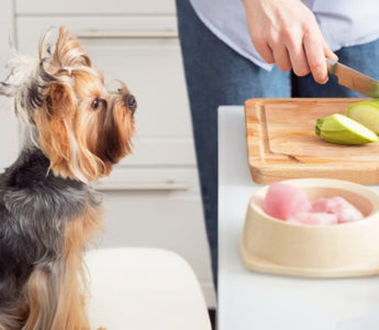 Yorkshire Terrier watches owner prepare healthy dog food with zucchini and chicken