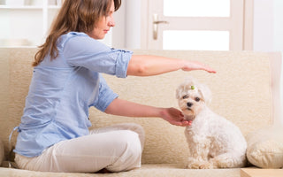 5 Mind Blowing Benefits of Holistic Pet Care
