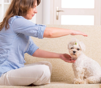 5 Mind Blowing Benefits of Holistic Pet Care