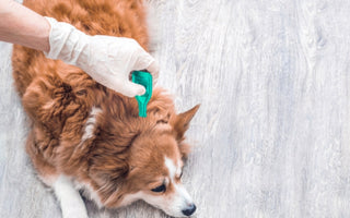 Advanced Guide to Homemade Flea Remedies for your Pet