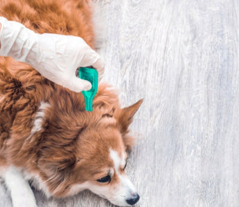 Veterinarian applying flea and tick preventative to a dog.