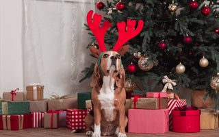 Are Christmas Trees Poisonous to Pets?