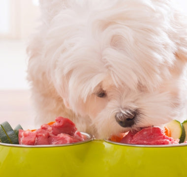 Can Dogs Eat Spoiled Meat?