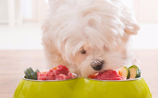 White dog eating raw beef and vegetables from a green bowl.