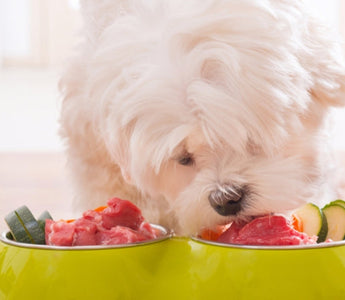 White dog eating raw beef and vegetables from a green bowl.