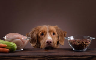 Toxic Foods to keep away from your Dog