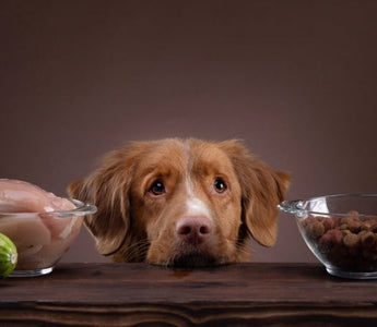 Nova Scotia Duck Tolling Retriever choosing between raw chicken, veggies, and kibble.