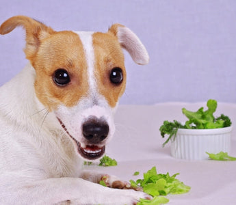 Jack Russell Terrier dog happily eating healthy salad
