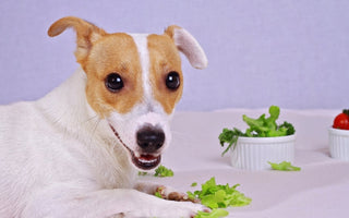 Jack Russell Terrier dog happily eating healthy salad