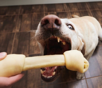 Happy Labrador Retriever dog eagerly chewing on a large, beige Nylabone.