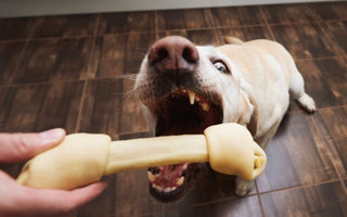 Happy Labrador Retriever dog eagerly chewing on a large, beige Nylabone.
