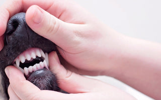 Dogs Dental Hygiene - What You Need to Know