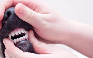 Close-up of a dog's healthy teeth and gums during a dental exam.