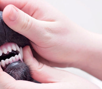 Close-up of a dog's healthy teeth and gums during a dental exam.