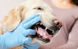 Healthy vs Unhealthy Gums in Dogs