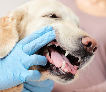 Veterinarian examining a Golden Retriever's teeth during a dental checkup.
