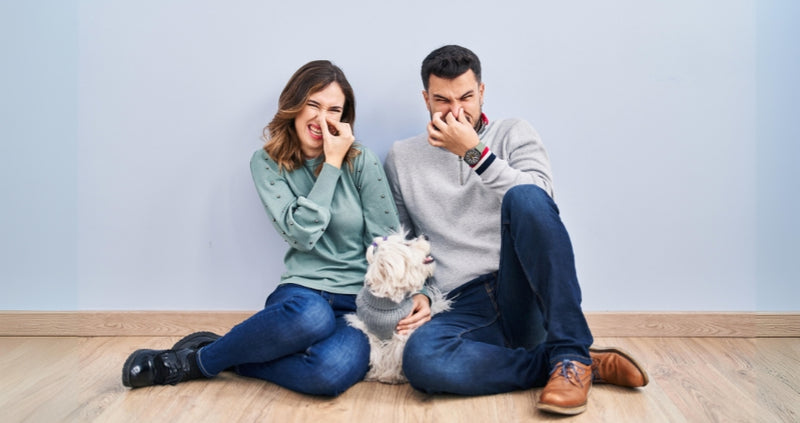 How to Get Rid of Stinky Dog Breath