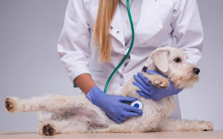 How to Get Rid of Tapeworms in Dogs