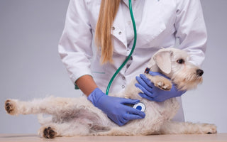 Veterinarian examining a small white dog with a stethoscope.