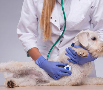Veterinarian examining a small white dog with a stethoscope.