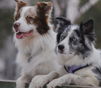 Feeling Lost Without Your Pet? Discover the Lasting Love Within