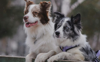 Two adorable Border Collies, one red merle and one blue merle, sit side-by-side outdoors.