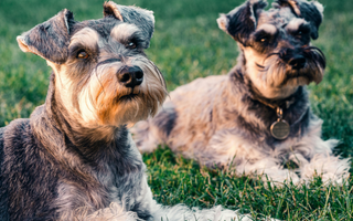 Two Miniature Schnauzers relaxing on the grass. 