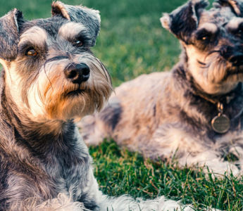 Two Miniature Schnauzers relaxing on the grass. 