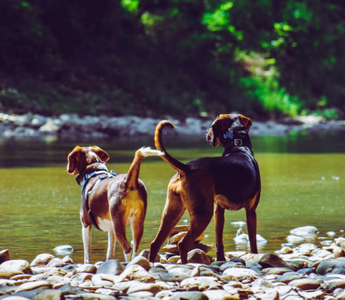 Reassuring Your Heart: You Loved Your Pet Enough