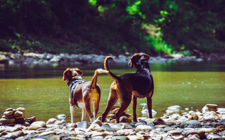 Two hounds stand by a calm river, tails curled. 