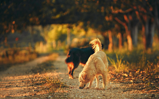 Two dogs on a dirt path, one golden retriever sniffing the ground, the other a darker breed in the background.