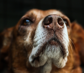Can PEMF Therapy Help Your Pet Feel Better? Here Are 6 Ways